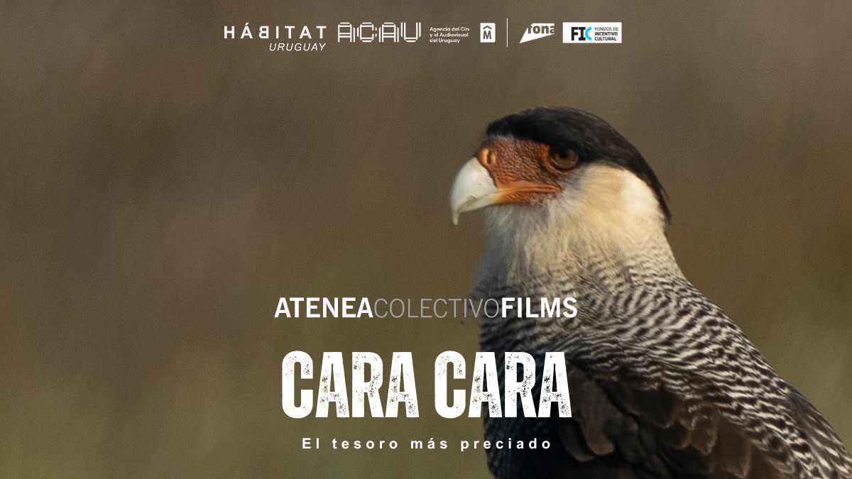Capítulo 4: Cara cara